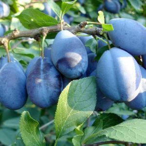 [:ro]Prune ecologice vrac [:en]Bulk organic plum [:it]Prugne biologiche sfuse [:es]Ciruelas orgánicas sueltas [:ru]Сыпучие органические сливы [:]